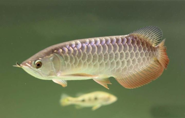 超极品蓝底过背被养成3流街货，最终死亡……