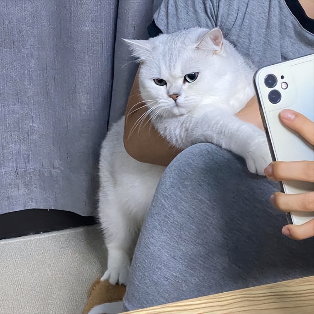 铲屎官回了老家结果给猫喂了猫粮,新手铲屎官注意让猫咪远离毒猫粮