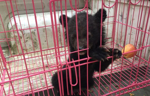 鏉戞皯鎶婄唺褰撶嫍鍏讳簡涓夊勾,琚潙姘戞敹鍏荤殑鐔婂唇