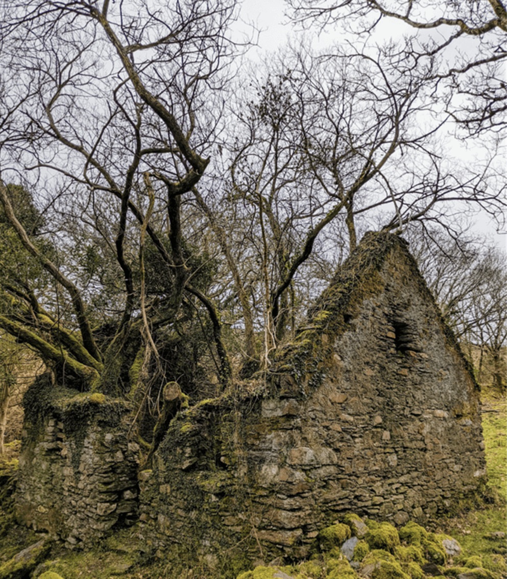 加蓬黑脸猩猩,加蓬长尾猴图片