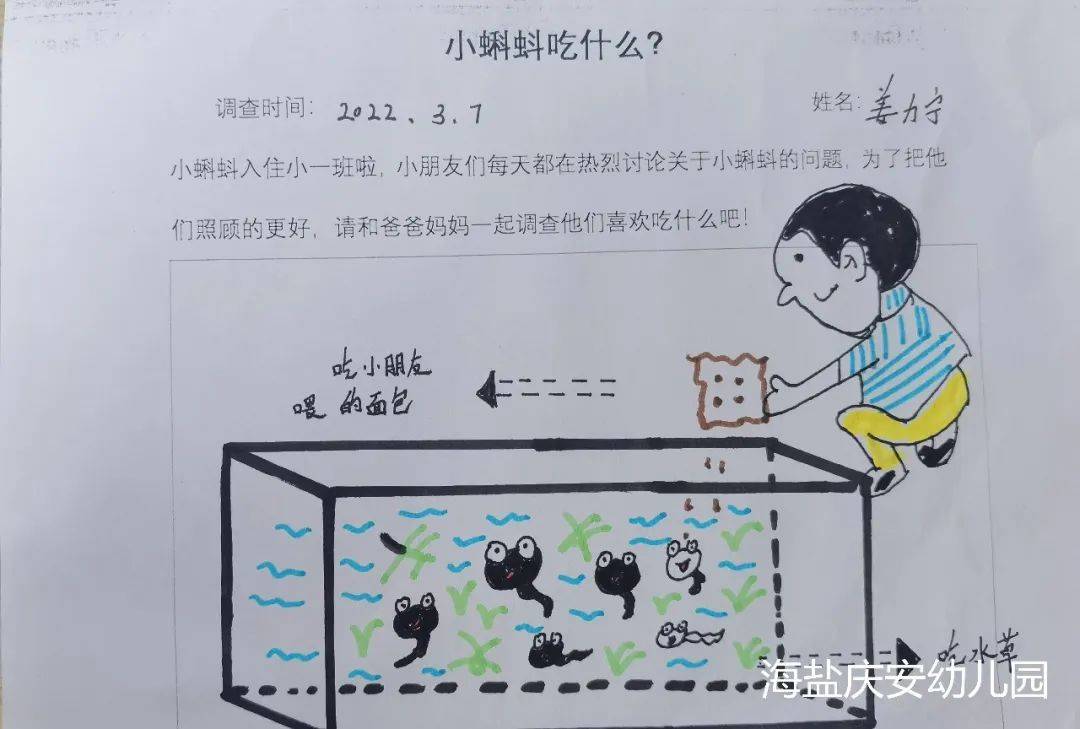 邂逅蝌蚪，感受生命的演变—诺亚舟海盐庆安幼儿园小一班