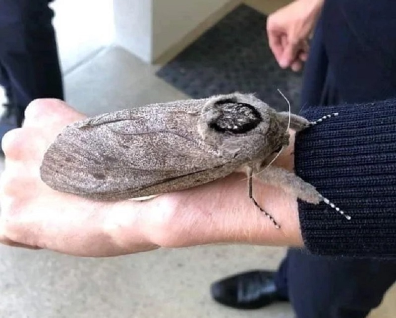 印度男子骑自行车去瑞典,印度男子跨越亚洲找爱情