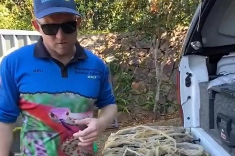 村民家里发现眼镜蛇蛇窝,澳洲家里发现蛇