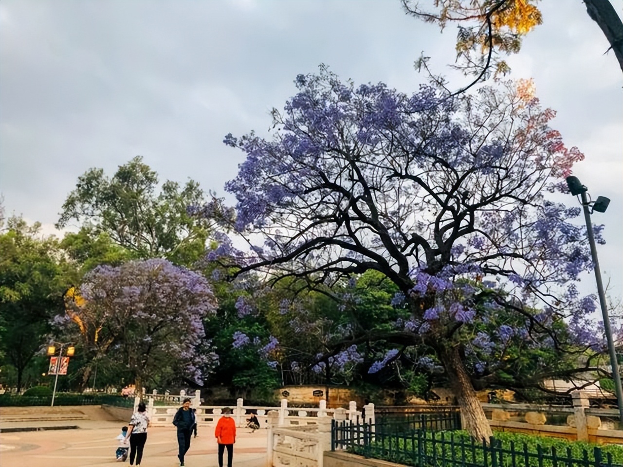 昆明蓝花楹最佳观赏期,颜值爆表昆明十大蓝花楹打卡指南