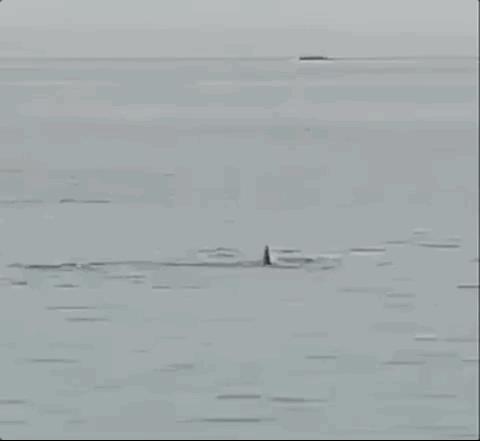 俄罗斯男子在海边被鲨鱼咬死,俄罗斯男子被鲨鱼咬死鲨鱼被捕