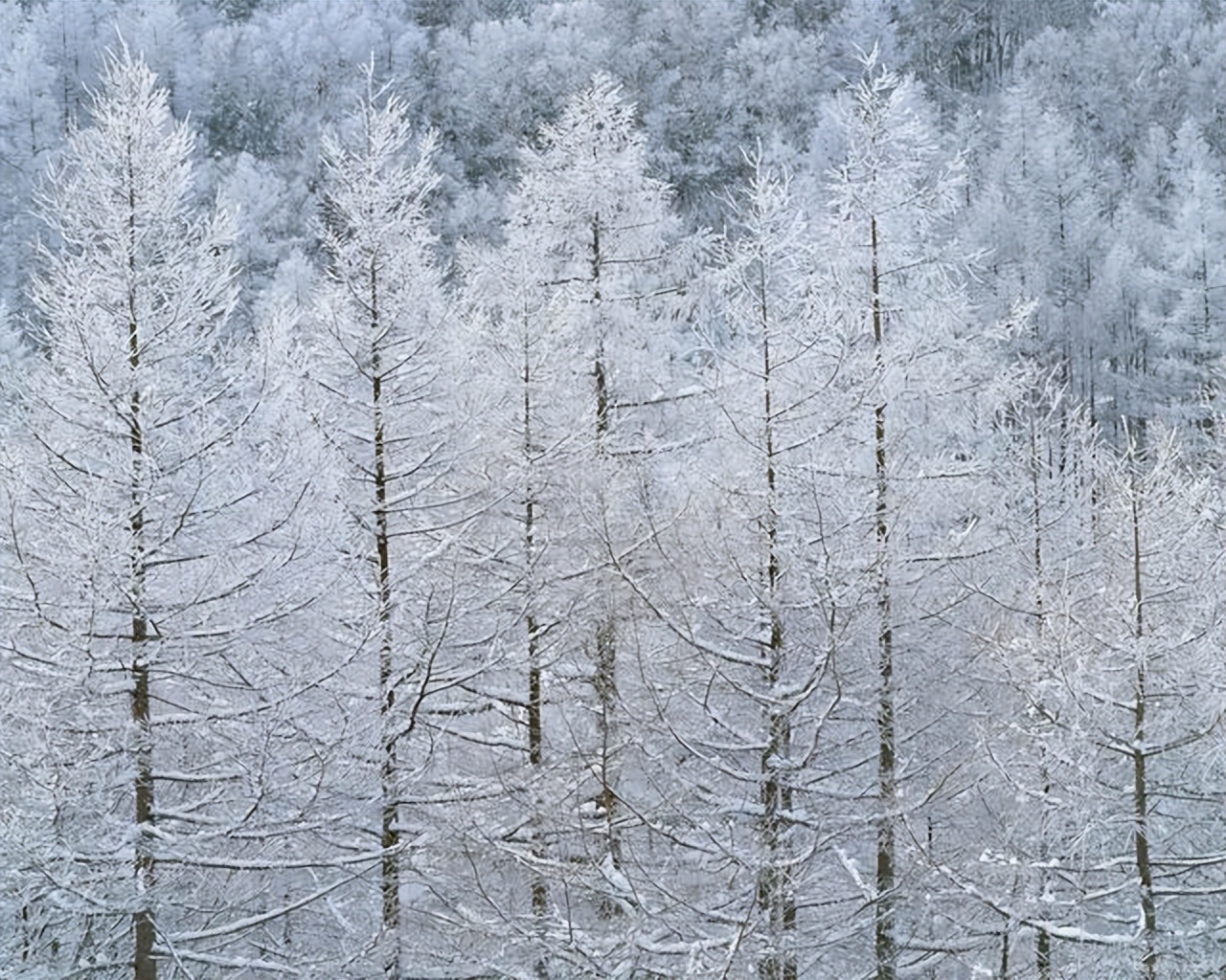 阿尔卑斯山三大北壁,世界地图上有阿尔卑斯山吗