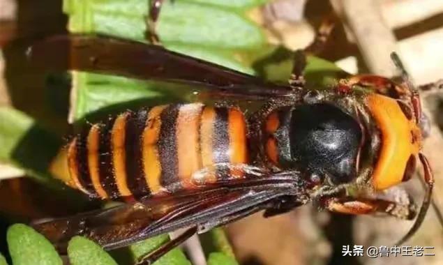 虎头蜂在哪里泛滥成灾,大窝虎头蜂