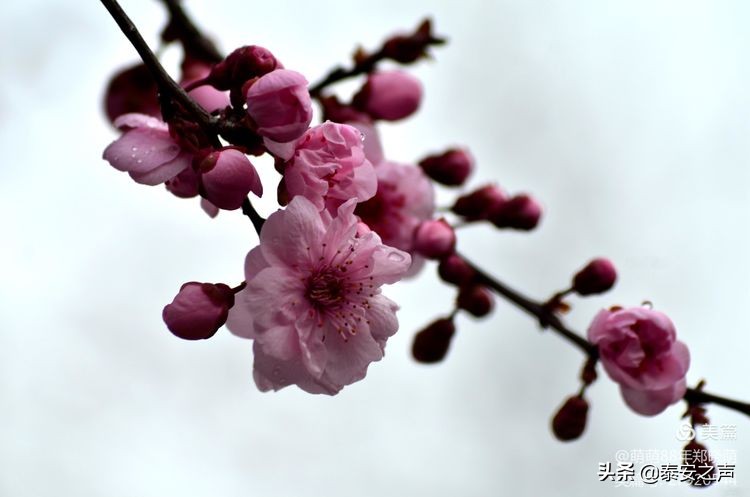 春风拂柳梅花开,桃李春风梅花开
