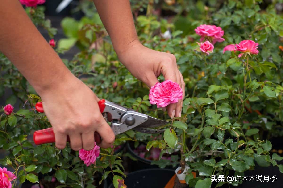 月季撸光叶子更好养？消灭病害的杀手锏，冬季清园的最后利器