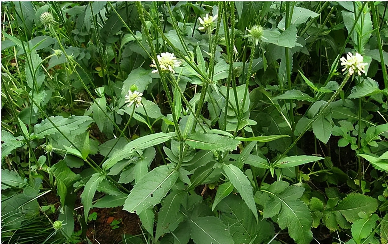 带你识别各种废旧塑料,带你识别白术