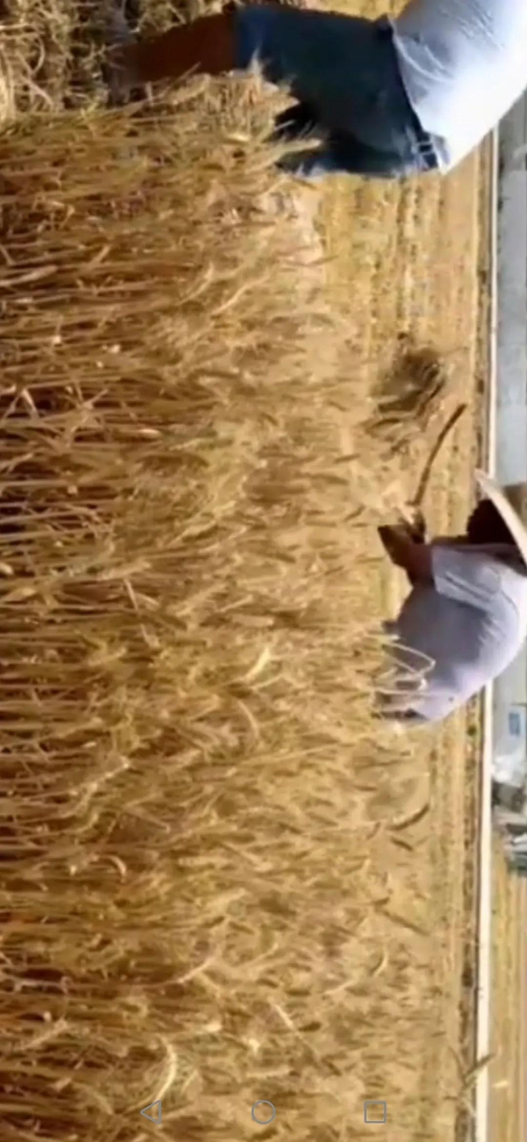 三年级我的小姨作文300字,我的小姨三年级下册三百字