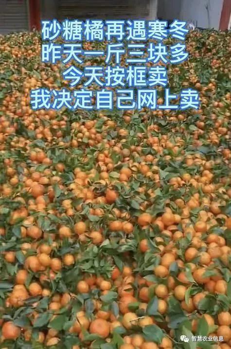 涨价了货源紧张,2022年柑橘涨价行情预测