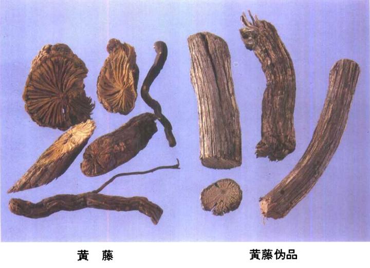 带你识别新型毒品,带你识别厚朴