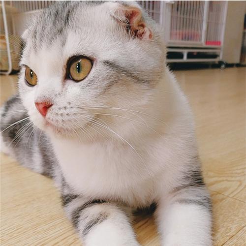 猫咪受伤后，常见的伤口的处理方法，你知道吗？