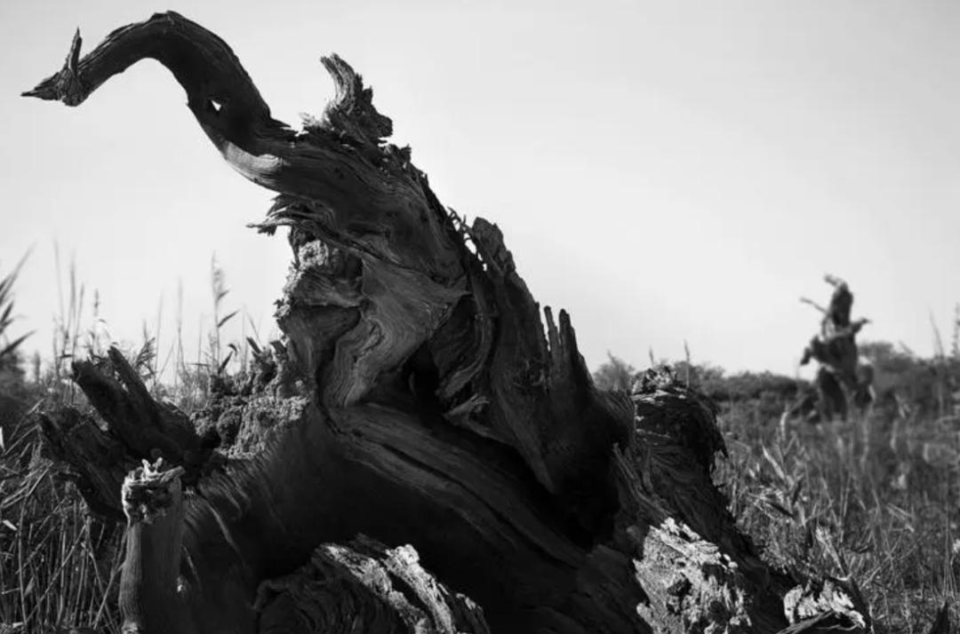 火葬被取代吗,火葬为何取代传承千年的土葬