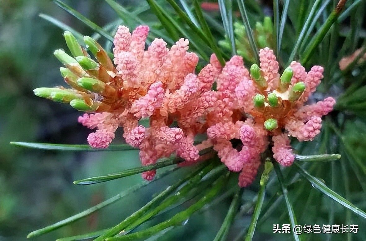 最漂亮的松树开花图片,哪种松树开花好看