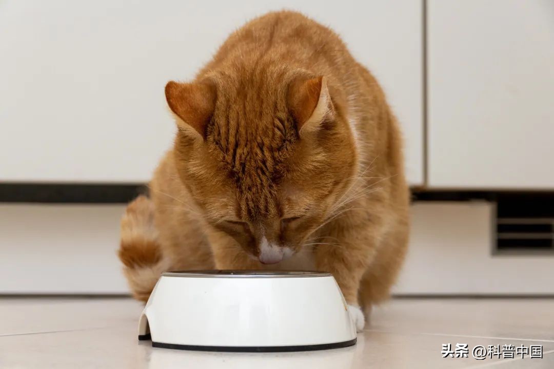 睡前吃夜宵胖肚子吗,16+8减肥法需要每餐饱腹吗