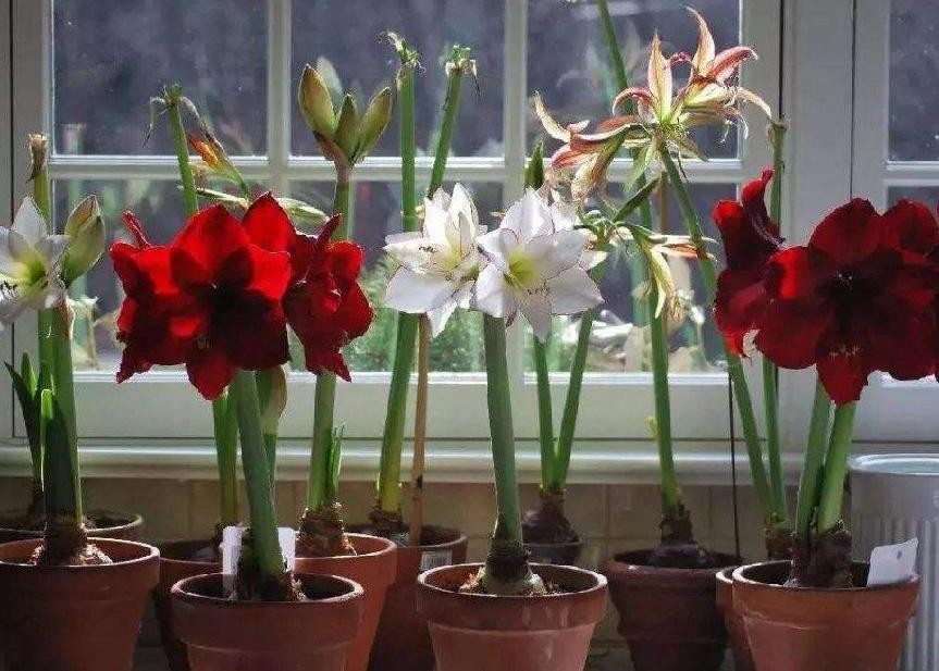 盆栽花卉进货技巧和方法,买盆栽花卉去哪个网站