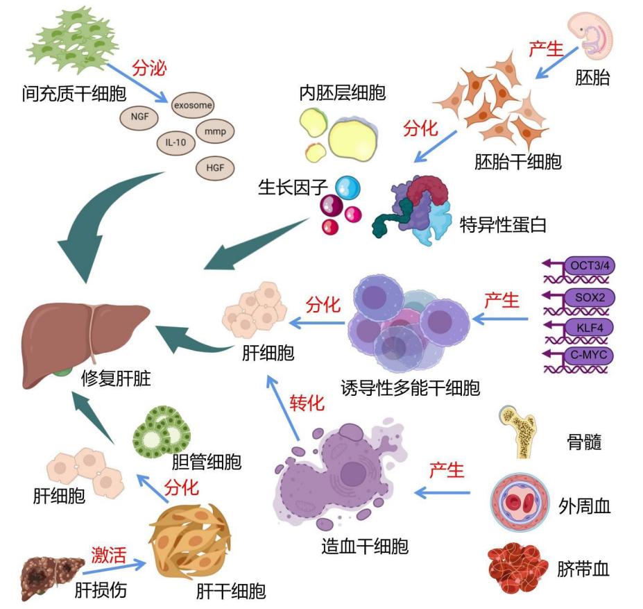 干细胞治疗肝病案例,花开会有时啥意思