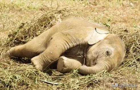 你是几月生的就代表你是什么动物,十二星座几月几日出生属什么动物