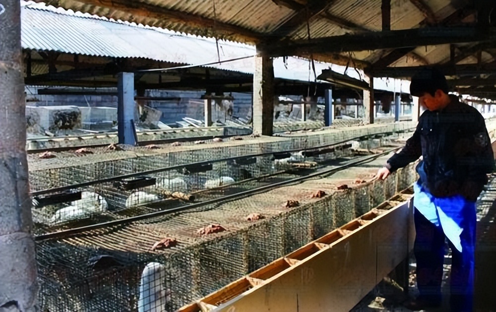 水貂养殖新技术,水貂皮草的养殖方法与技术