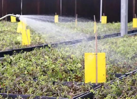 铁皮石斛种植方法和注意事项,种植铁皮石斛最好的方法