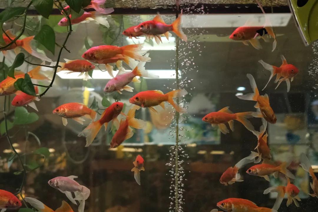 香港老字号探店,一个探店的老爷爷