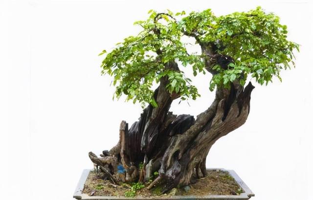 盆景造型类型有哪些,盆景造型种类