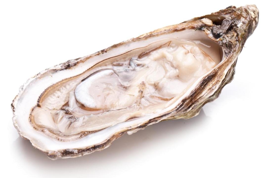 新西兰海鲜一览表,世界海鲜图片