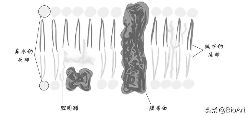 脑漏的真正原因,肠漏症和脑漏症