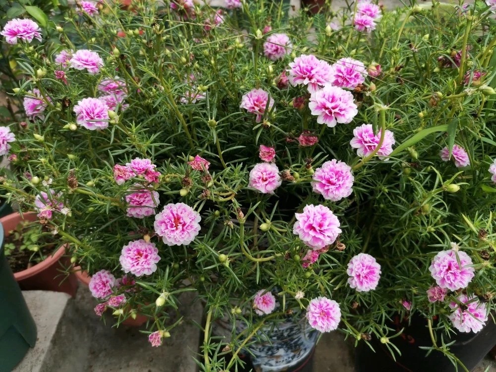 春天养什么花最漂亮也最好养,春天养什么花好看又实用