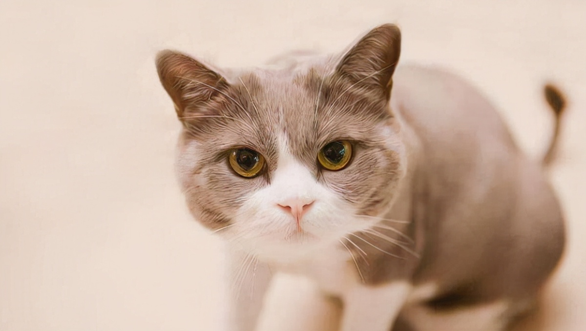 猫咪的胡须都有哪些作用 (猫咪胡须的作用)