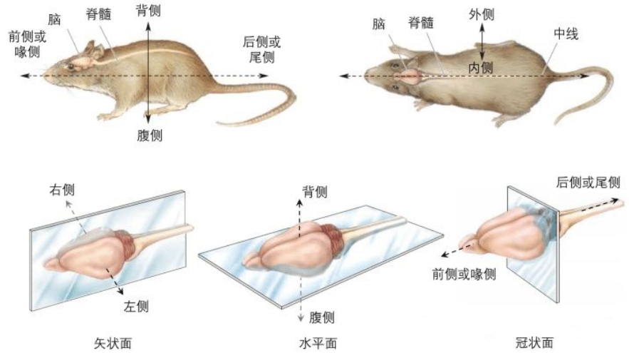 老鼠的报复性有多强,老鼠为什么会遇到威胁咬死同类