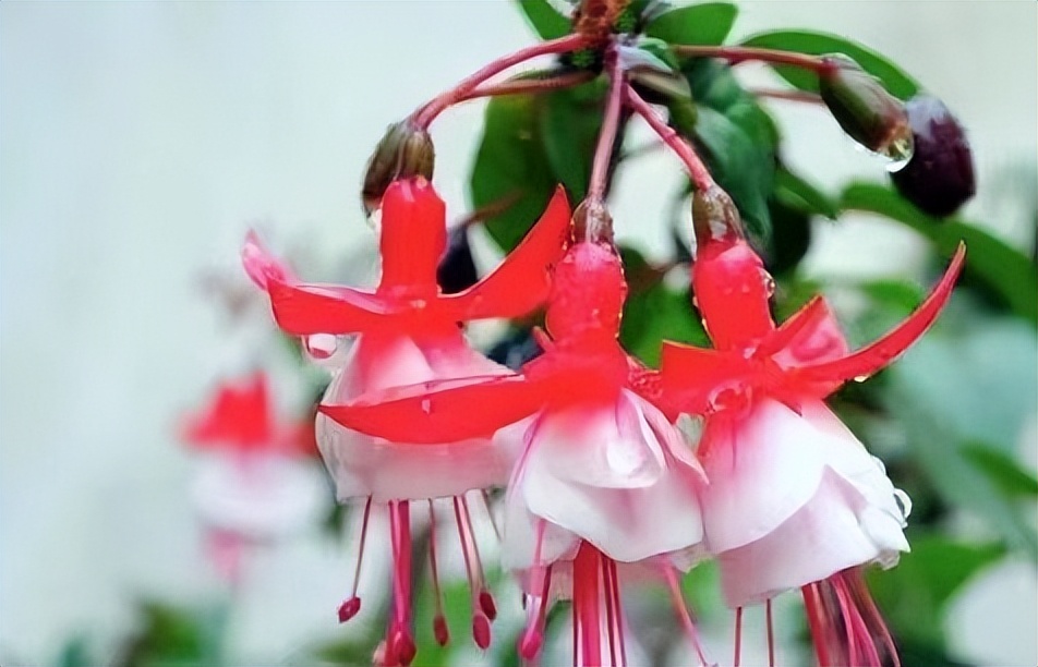 彩云悬挂天穹，鲜花似灯笼，浅析倒挂*钟金**培植和病虫害防治