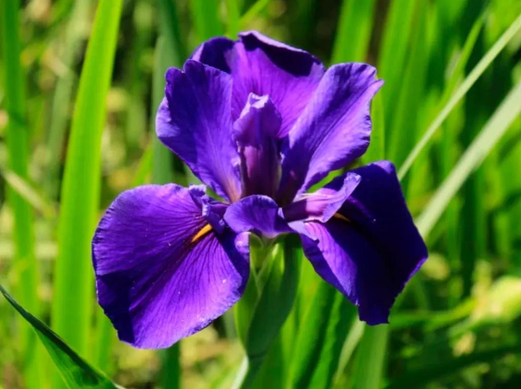 赏花旅游种什么花,春季去公园踏青上百种花让人眼花