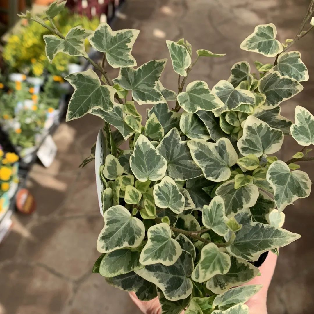 叶子油亮光滑,叶子光滑有光泽是什么兰