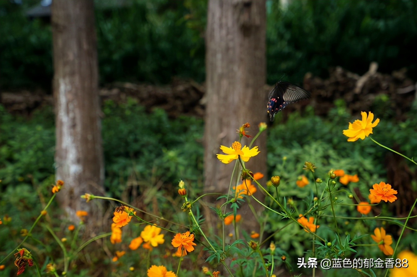 无名河我心中的伊甸园,画出我心中的伊甸园