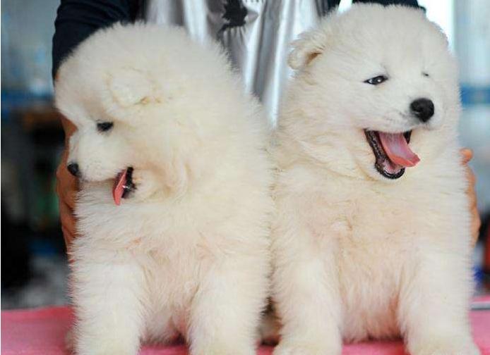 双色球开奖的结果,萨摩耶犬多少钱一只广安