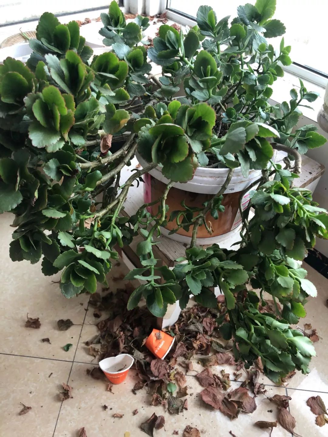 给花剃头,发财树剃光头后发了新芽长不大