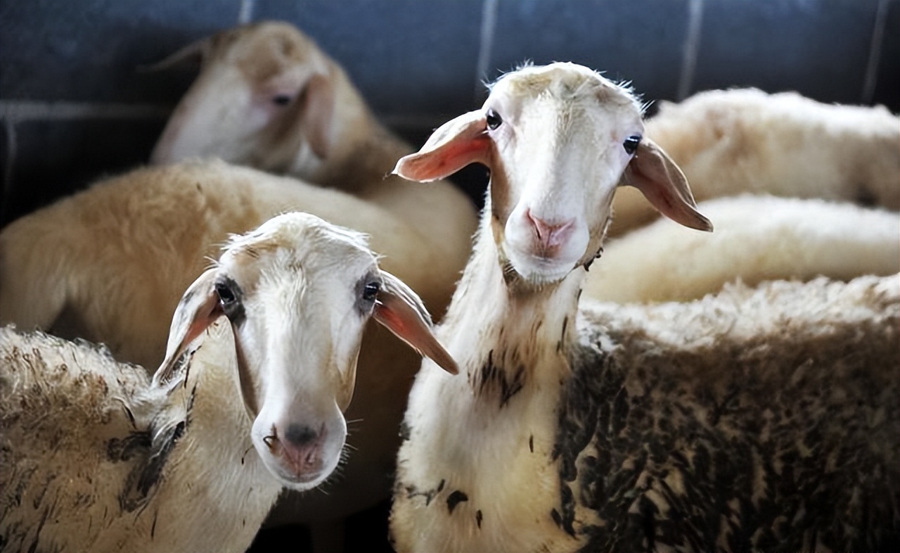 养羊不能吃哪些饲草？什么样的饲草羊不能吃？养羊人必看