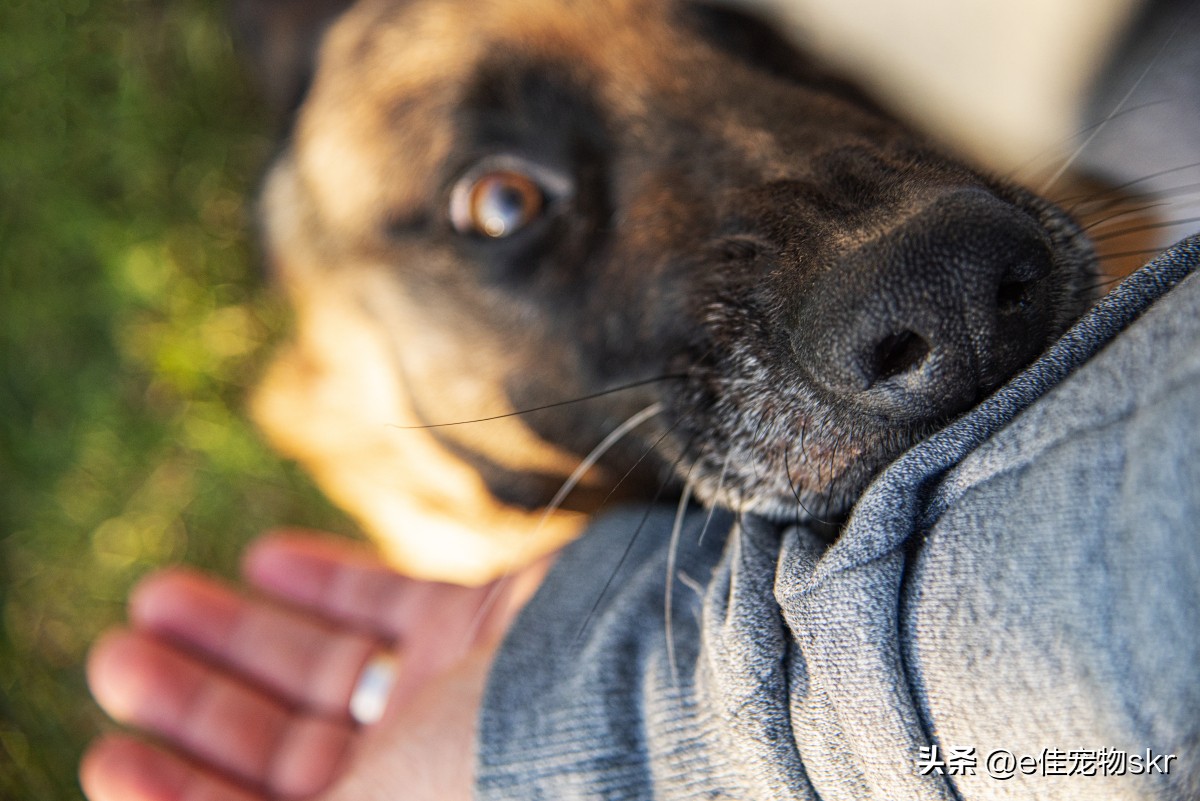 狗狗总咬主人的手怎么办,狗狗为什么喜欢假咬主人手