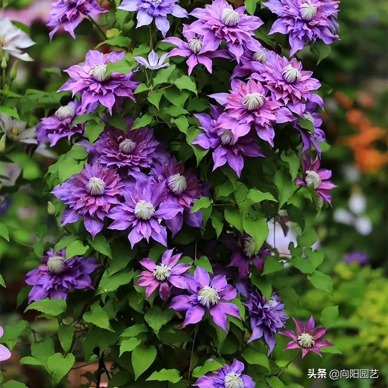 铁线莲不能暴晒，容易晒蔫，半阴半阳，长得快，开花多