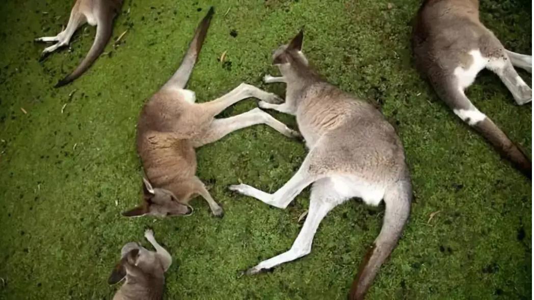 抽烟酗酒，甚至还会吸毒，动物们究竟有多狂野？网友：老烟民了