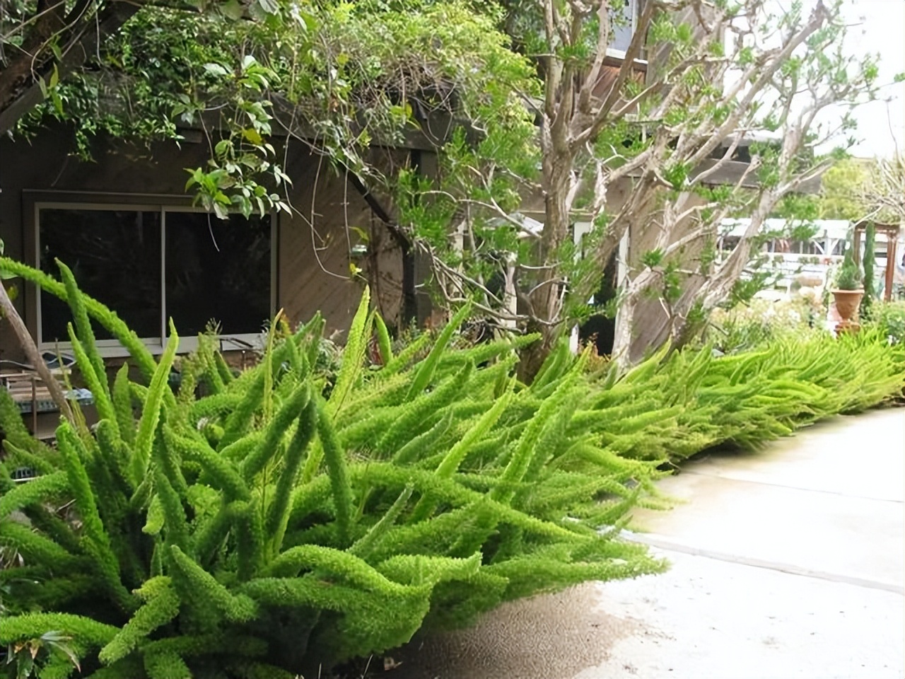 好养的喜阴花有哪些室内,最适宜室内养殖喜阴的花