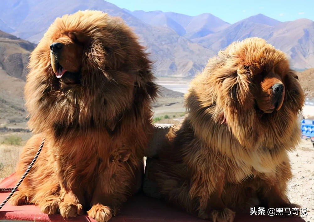 濒临灭绝藏獒,藏獒濒临灭绝