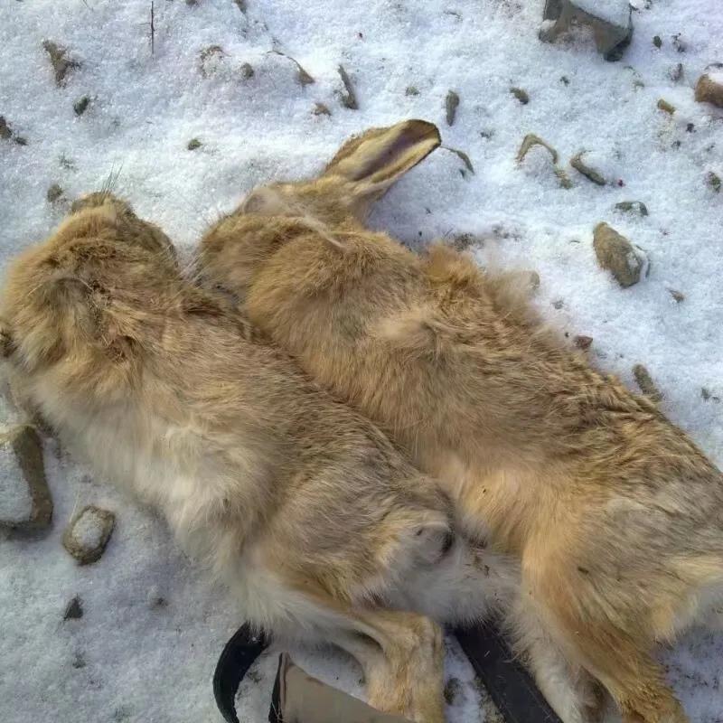 荒野猎人三,猎人3级潜行技能在哪学