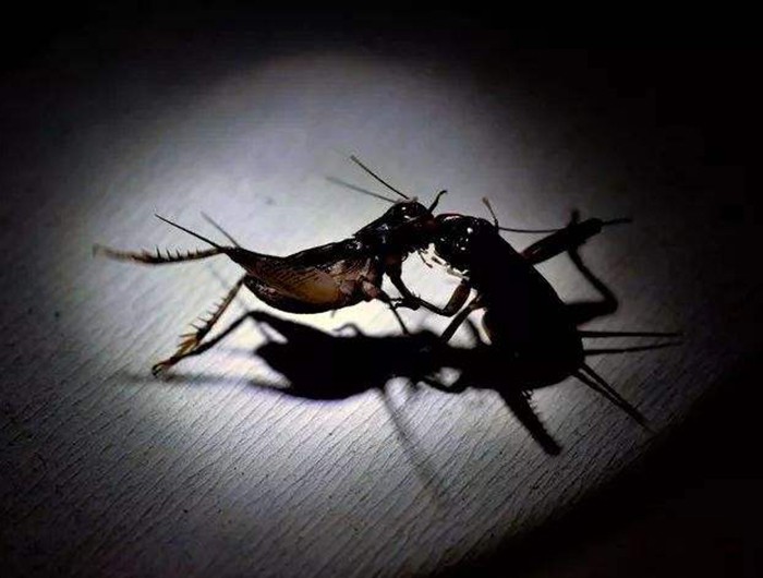 活了两亿年的虫子,活了亿万年的虫子