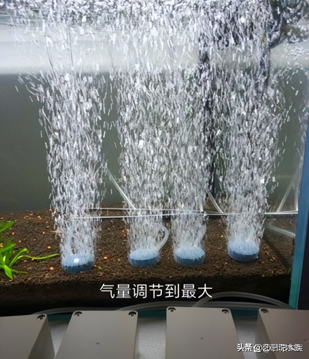 如何养锦鲤需要注意什么,锦鲤招财带好运