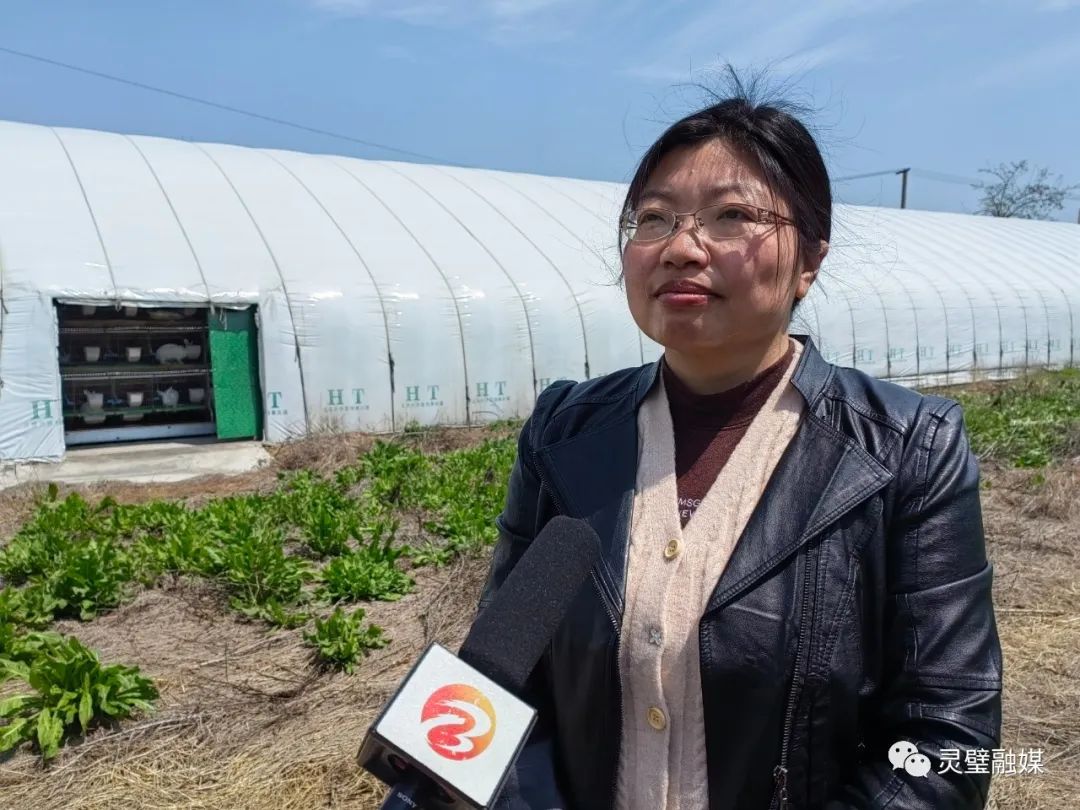 灵璧青年丁云：乡村振兴路上“兔”飞猛进