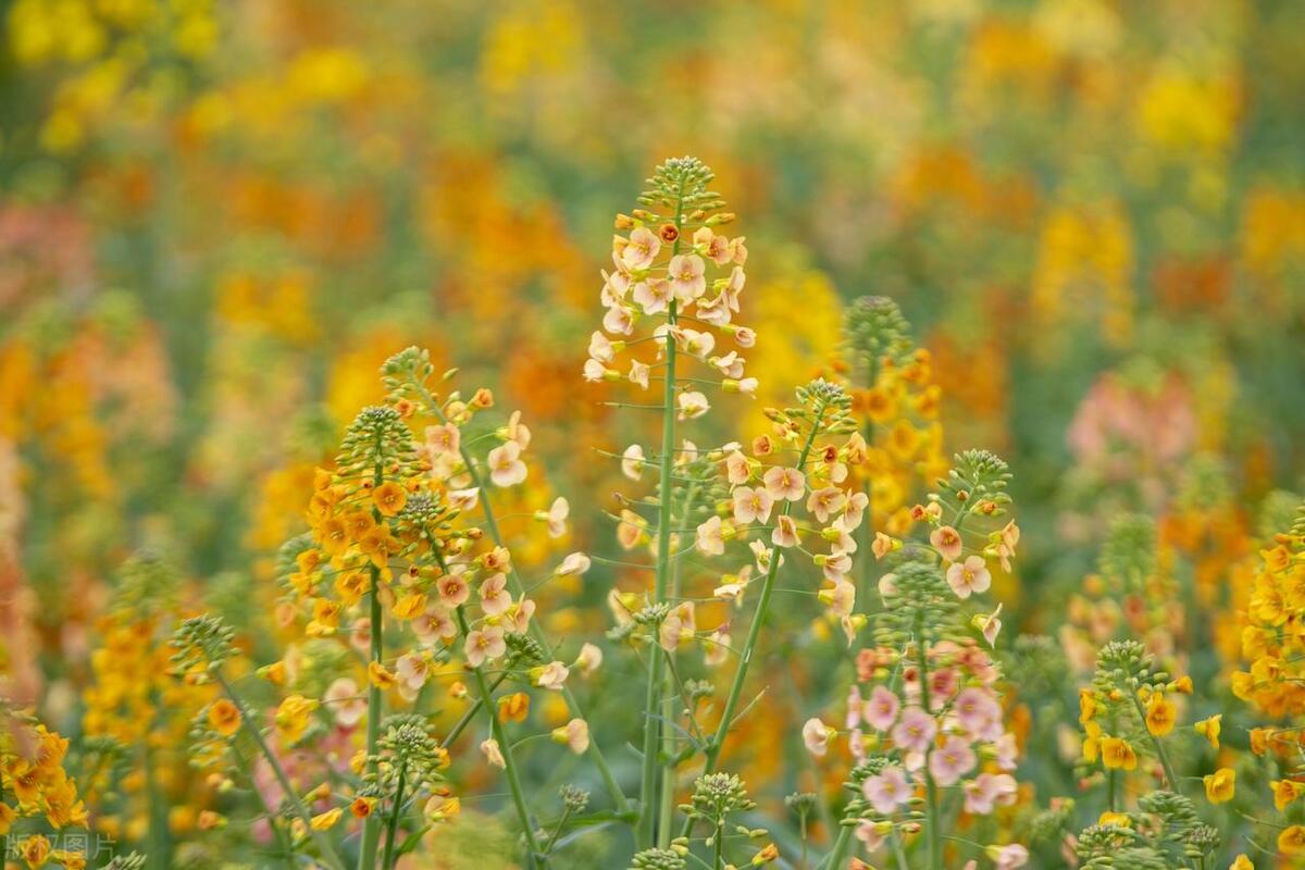 「一句话评大学」曾经是共产主义劳动大学——江西农业大学